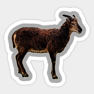 Soay Ewe Sticker